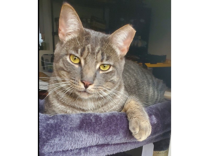 Pet Photo
