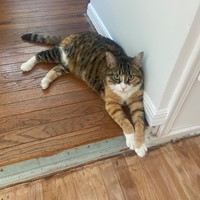 Lost Pet Image