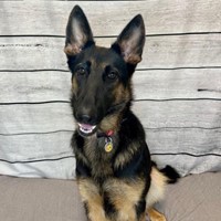 Lost Pet Image