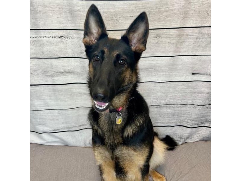 Pet Photo