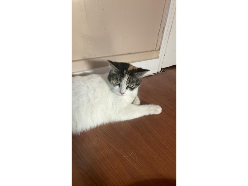 Pet Photo