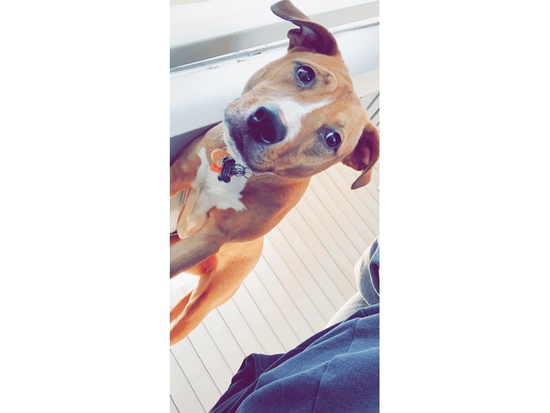 Pet Photo