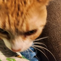 Lost Pet Image