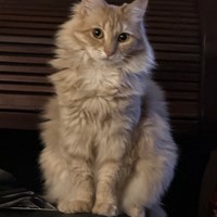Lost Pet Image