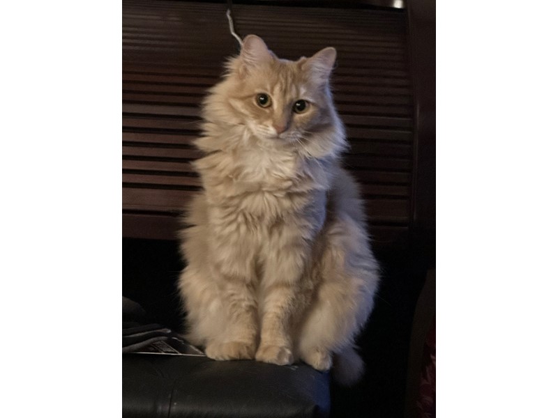 Pet Photo