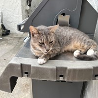 Lost Pet Image