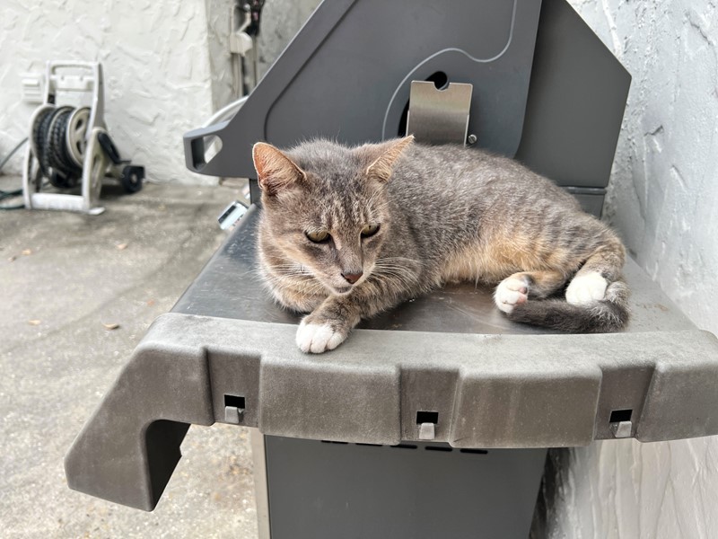 Pet Photo
