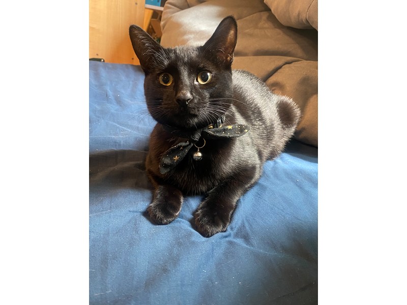 Pet Photo