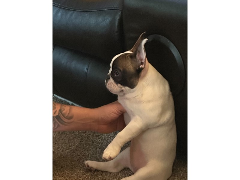 Pet Photo
