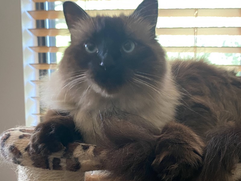 Pet Photo
