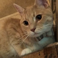 Lost Pet Image