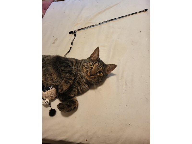 Pet Photo