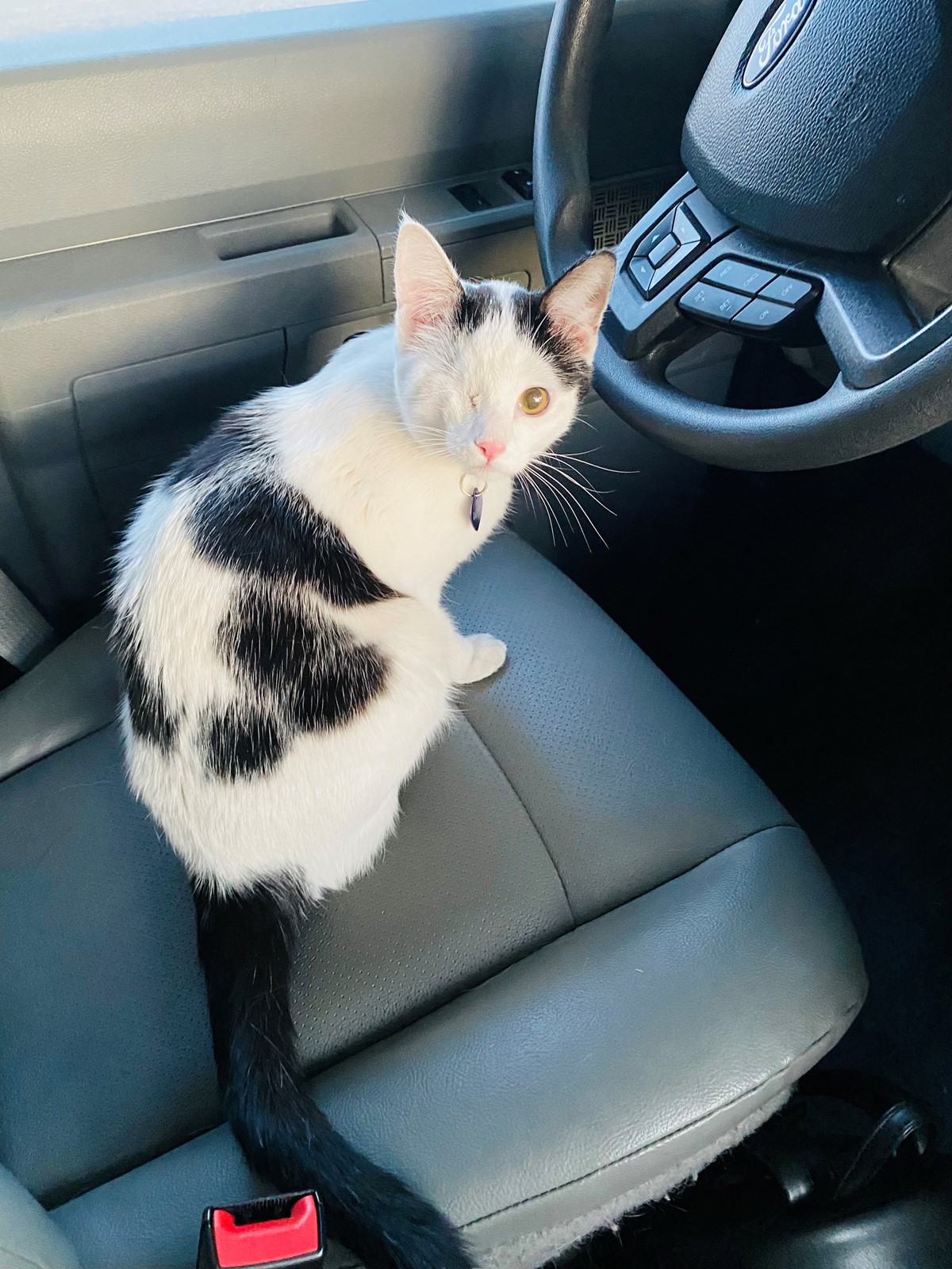 Smitty Kitty is missing in Las Vegas, Nevada 89130 Petkey