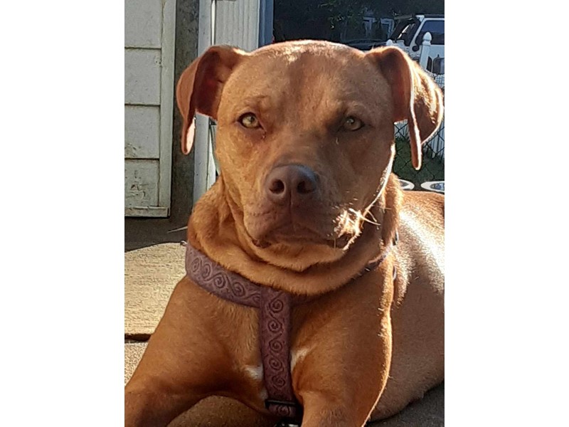 Pet Photo