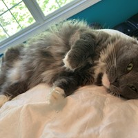 Lost Pet Image