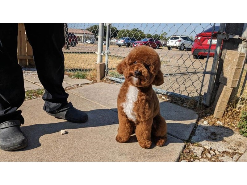 Pet Photo