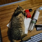 Phoebe, American Shorthair, lost pet near Brighton, VT