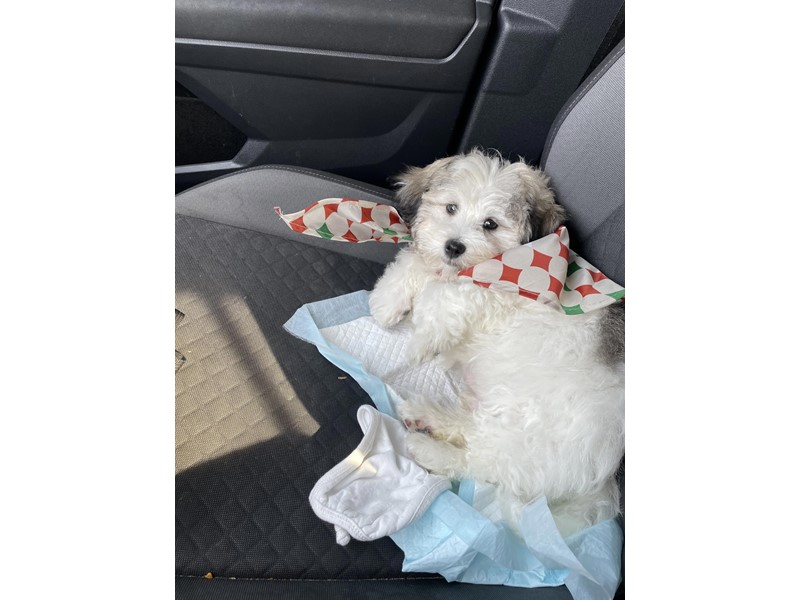 Pet Photo