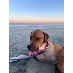 PETEY