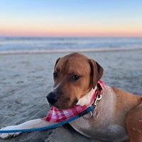 Lost Pet Image