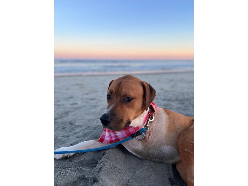 Pet Photo