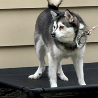 Lost Pet Image