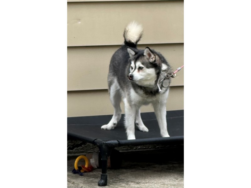Pet Photo
