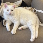 Rice Cake, Domestic Shorthair, lost pet near Nashville, TN