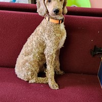 Lost Pet Image