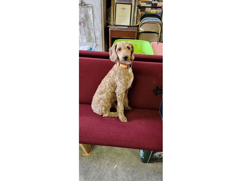 Pet Photo