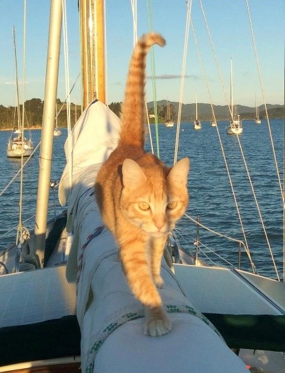 Pet Photo