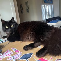 Lost Pet Image