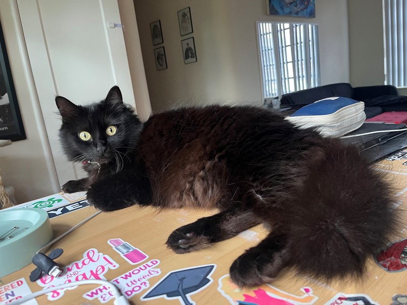Pet Photo