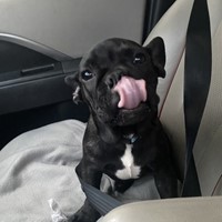 Lost Pet Image