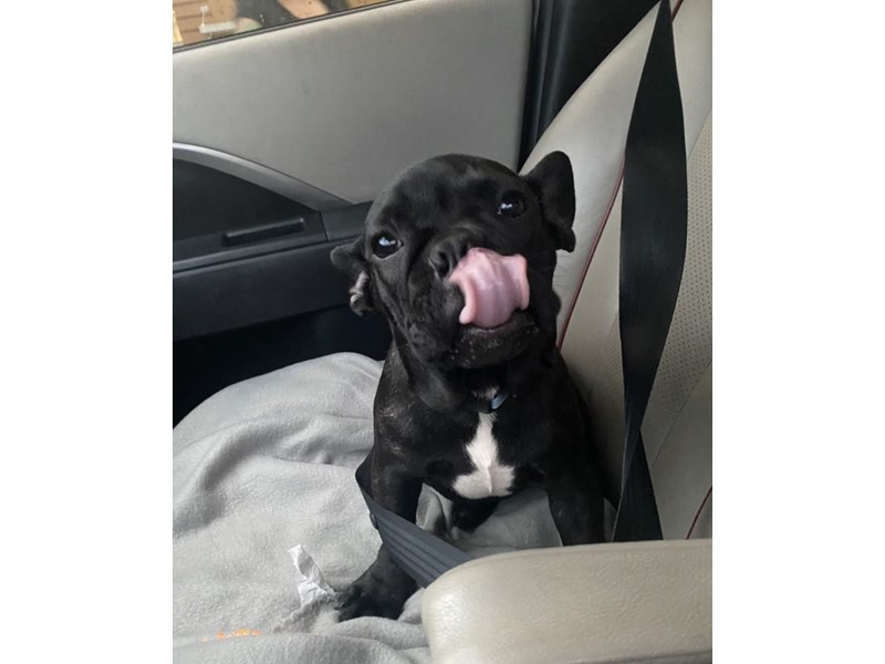 Pet Photo