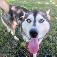 Lost Pet Image