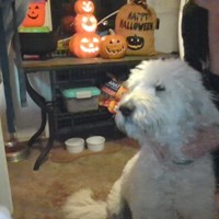 Lost Pet Image