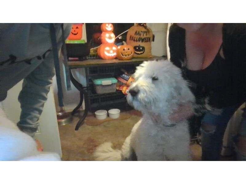 Pet Photo