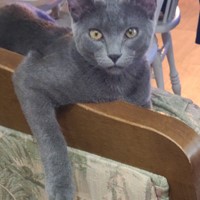 Lost Pet Image