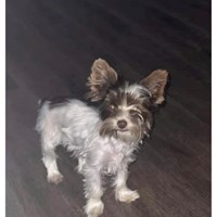 Lost Pet Image