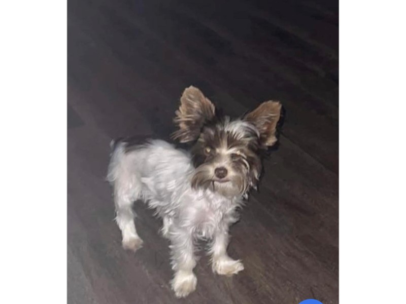 Pet Photo