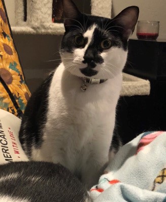 Pet Photo
