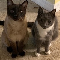Lost Pet Image