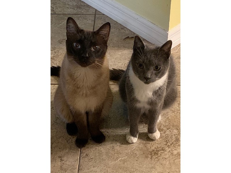 Pet Photo