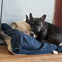 Lost Pet Image