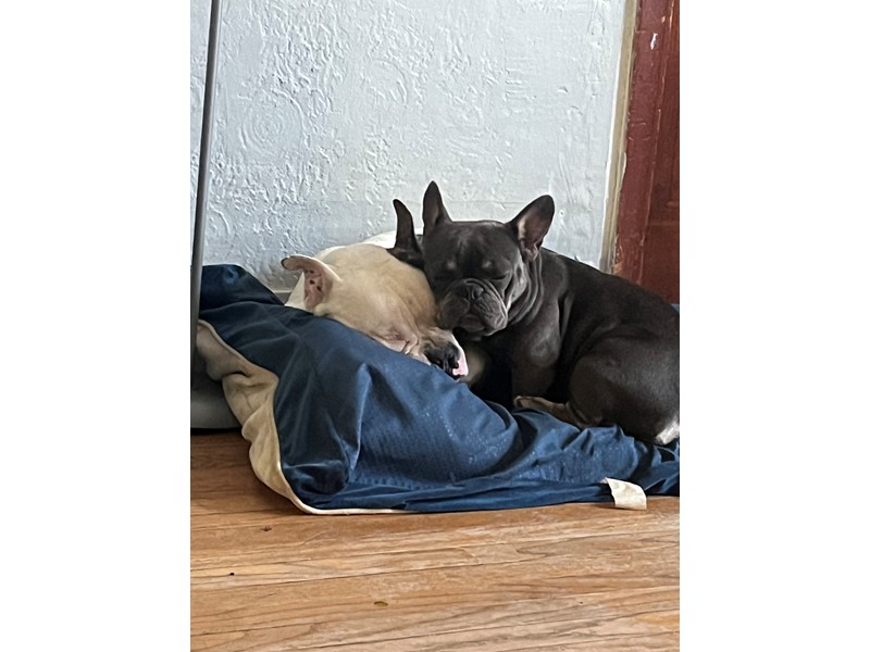 Pet Photo