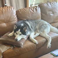 Lost Pet Image
