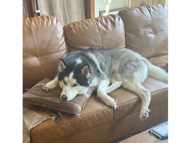 Pet Photo