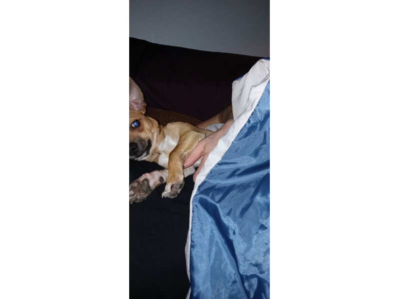 Pet Photo