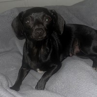 Lost Pet Image